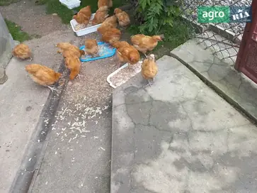 Породистые палевые орпингтоны — молодые курочки (12 месяцев) - фото