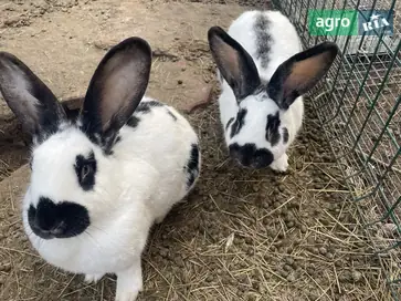 Кролики породы Строкач — взрослые самки для разведения. - фото