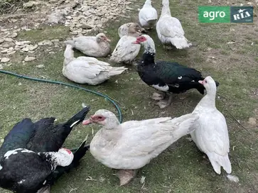  Большие селезни индоутки (Варваровка) — 10 штук в наличии - фото