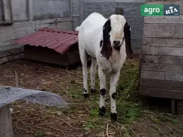 Робочий 100% англо-нубійський цап (3 роки) — перевірений плідник - фото