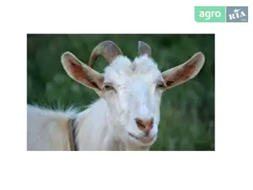 Білосніжна зааненська кізочка (11 місяців) від високоудійної мами - фото