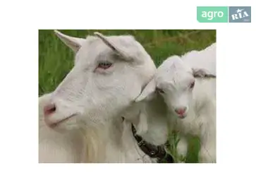 Кози та козлики Альпійської та Зааненської порід (молодняк) - фото