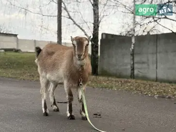 Чистопородна козочка Ламанча (першокітка) — лагідна та молочна лінія - фото