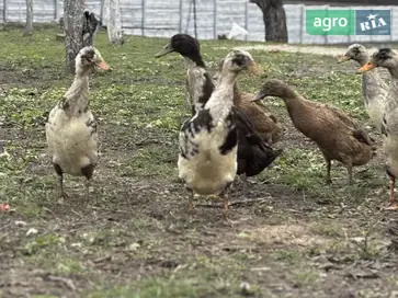 Утки породы Индийский бегун («Бутылочка») — продажа или обмен - фото