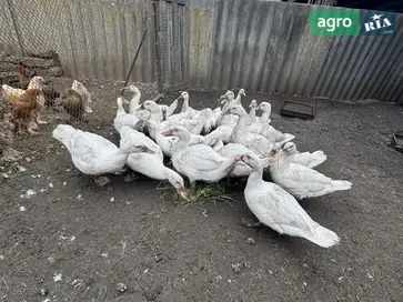  Мускусные утки тяжелой немецкой линии (Индоутки) - фото