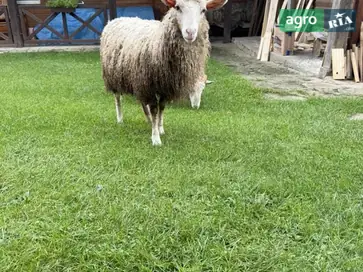 Молоді вівці (10 місяців) — звичайна Карпатська порода - фото