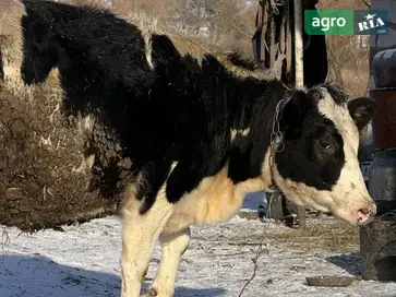 Спокійна нетель (6 місяців тільності) — від доброї корови - фото