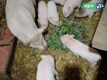  Корейские поросята (кабанчики и свинки) — сами едят. - фото