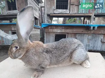  Кроли породы Бельгийский Фландр — разные по возрасту. - фото