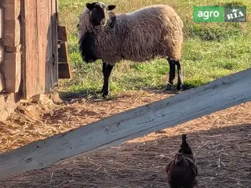 Баран та дві овечки — в добрі руки. - фото