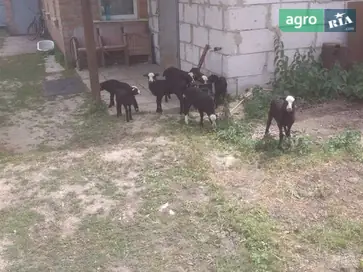 Романівські вівці — молоді ярочки, ягнята та баранці - фото