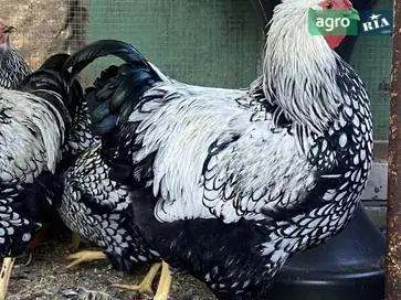  Молодой петух Серебристый Виандот (6.5 мес) - фото