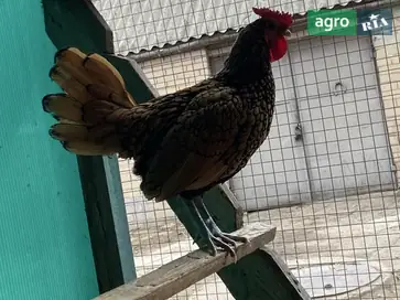  Декоративные фазаны Золотого Сибрайта (выводок 2024 г.) — отправка по Украине. - фото