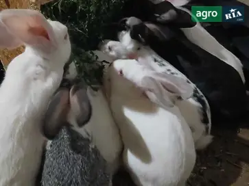 Кроли мясных пород — самцы и самки разного возраста. - фото