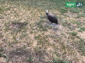 Цесарки 11 міс.