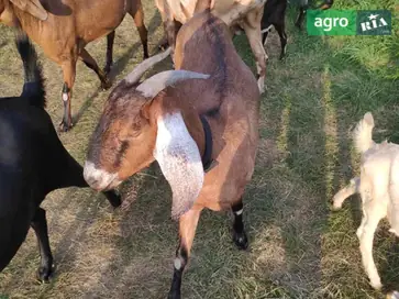 100% Англо-нубійські козочки та козли — чистокровні велетні - фото