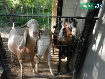 Англо-нубійські козли — в’язка або продаж (чистокровні плідники) - фото
