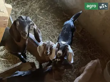 100% Англо-нубійські козенята (козочки та козлик) — лютий 2025 - фото