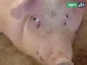  Домашние свиньи мясной породы — свежие тушки по 160 грн/кг - фото