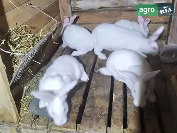  Кроли Термонцы (Термонская белая) — 3 разные линии - фото