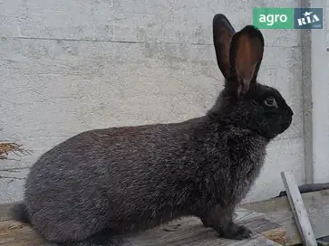  Кроли Полтавское серебро — 3 разные линии (самцы и самки) - фото