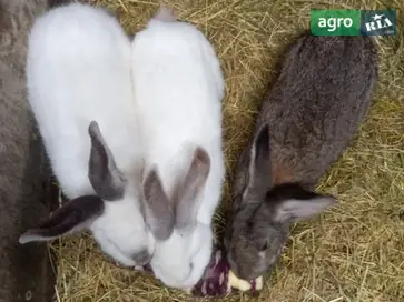  Кроли разных пород и простые домашние — большой выбор (возможен обмен) - фото