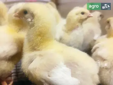 Підрощені курчата Бройлери протягом року - фото