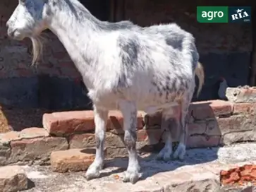Спокійна дійна коза — молочна та лагідна годувальниця - фото