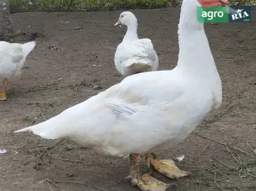  Молодые индийские побеги (шипуны) урожая 2025 года — 200 грн/кг - фото