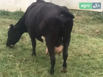 Спокійна молочна корова (6 років) — вагітна на січень. - фото