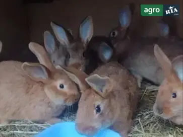  Кроли породы Термонка — крольчихи и молодняк (3–5 мес) - фото