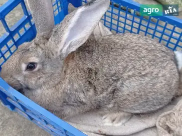  Кроли Полтавское серебро (4 месяца) — чистокровные и вакцинированные. - фото