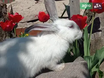 Чистокровные калифорнийские кроли (3 месяца) — самцы и самки. - фото