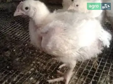 Курчата місячний бройлер Кобб-500 - фото