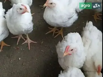 Выращенные бройлеры Кобб-500 (21 день) — 800г с бесплатной доставкой. - фото