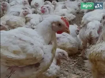  Бройлер КОББ 500 — подрощенный и живым весом с доставкой - фото