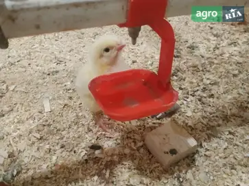 Курчата підрощені та добові бройлери кросу Кобб-500 - фото
