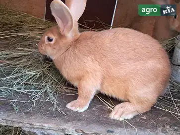  Крольчата Бургундские Крупные — месячные малыши (мальчики и девочки) - фото