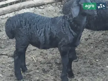 Ягнята та баранці на плем’я (чистопородні батьки) - фото