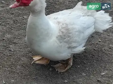  Инкубационное яйцо белых мускусных уток (Немецкая тяжелая линия) - фото