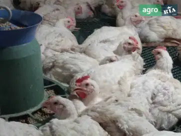  Бройлеры живым весом — мясные великаны (опт и розница) - фото