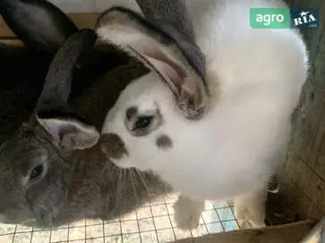  Молодые самки кроликов (привитые) — натуральный откорм - фото