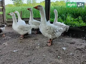  Гуси породы Мамут - фото