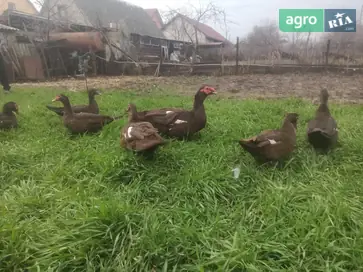 Инкубационные яйца, утки индоутки, шипуны, мускусные. - фото