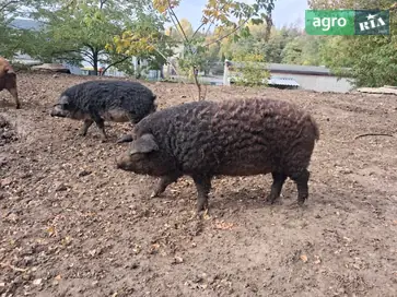  Свинья, поросёнок, поросята (порода мангалиця) - фото