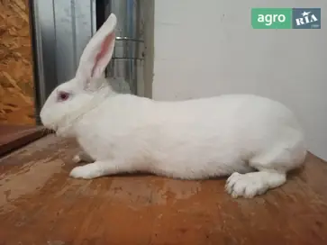  Кроли мясной породы Термондская белая - фото
