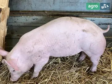 Поросята 25 килограмм - фото