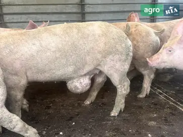  Поросята с грыжами - фото