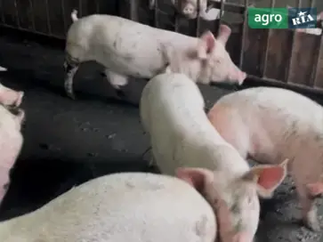  Поросята тех брак - фото
