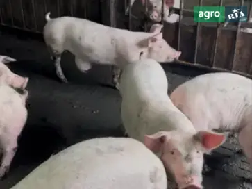  Поросята грижовики - фото